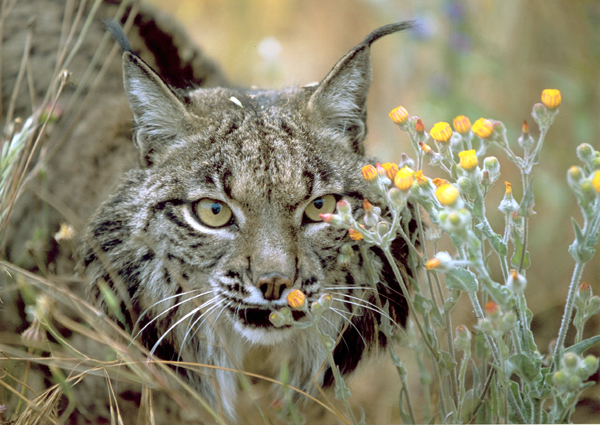 acecho lince 1