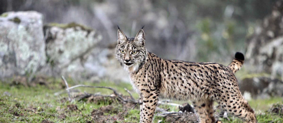 acecho lince 3
