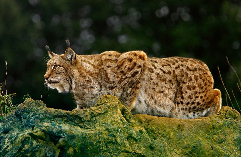 acecho lince