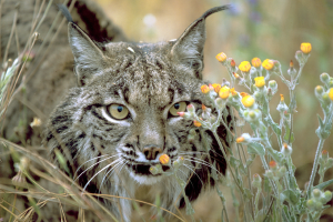 acecho lince 1