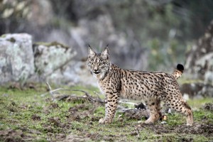 acecho lince 3