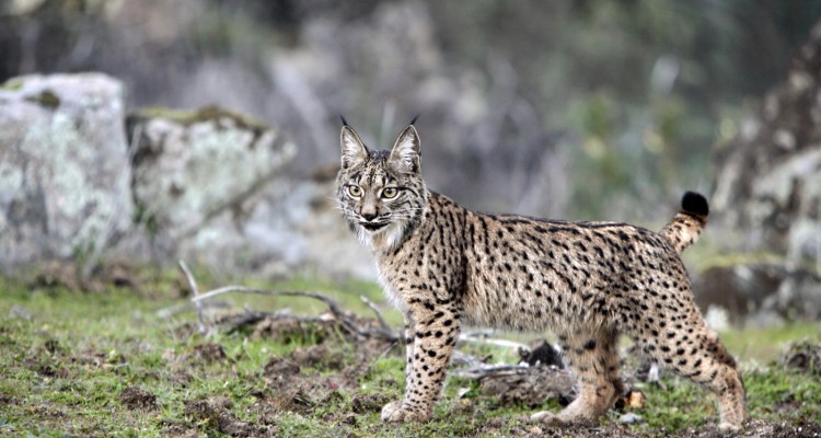 acecho lince 3