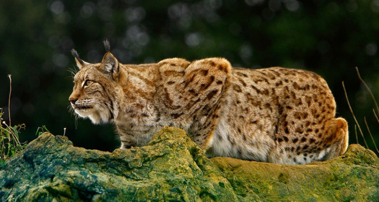 acecho lince